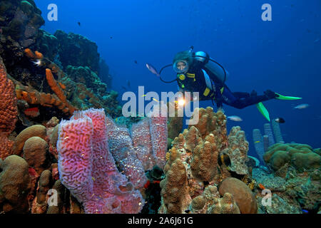 Plongée sous-marine dans les récifs coralliens des Caraïbes, un vase d'azur (Callyspongia plicifera éponge), Bonaire, Antilles néerlandaises Banque D'Images