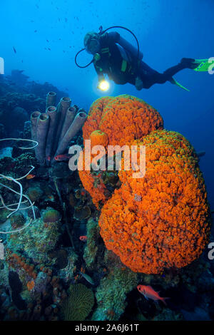 Scuba Diver à une oreille d'éléphant (éponge Agelas clathrodes), Bonaire, Antilles néerlandaises Banque D'Images