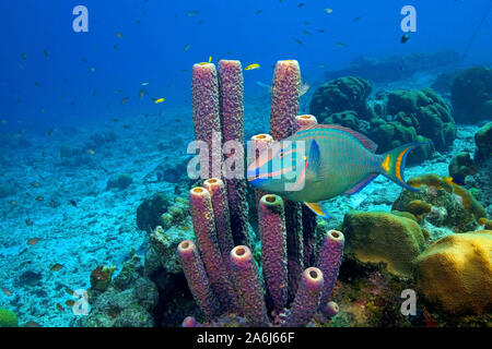 Reef scène, feu le perroquet (Scarus viride) au tuyau de poêle (éponge Aplysina archeri), Bonaire, Antilles néerlandaises Banque D'Images