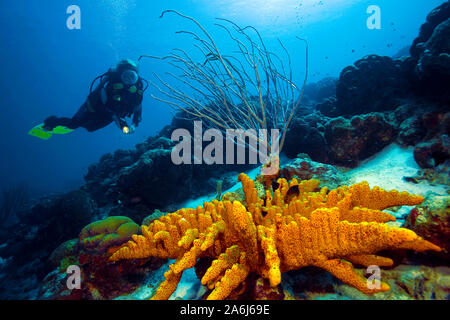 Plongée sous-marine à une éponge en tube marron (Agelas conifera), Bonaire, Antilles néerlandaises Banque D'Images