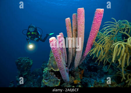 Reef scène, scuba diver à un tuyau de poêle (éponge Aplysina archeri), Bonaire, Antilles néerlandaises Banque D'Images