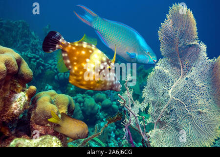 Whitespotted Cantherhines macrocerus (balistes) et d'un perroquet (Scaridae), dans un récif de corail des caraïbes, Bonaire, Antilles néerlandaises Banque D'Images