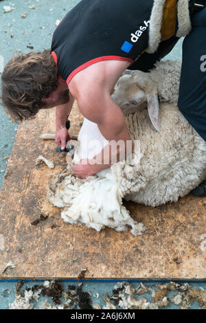 Savognin, GR / Suisse, - 12 octobre, 2019 : une vue détaillée d'un berger ses moutons pour la laine Banque D'Images