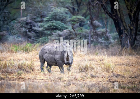 Rhinocéros blanc femelle adulte debout dans une clairière de la forêt de l'arbre de la fièvre Le lac Nakuru, au Kenya. Banque D'Images