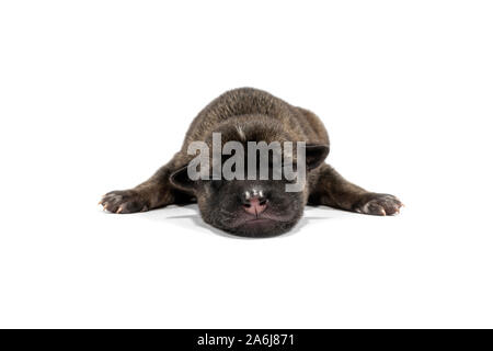 Mignon chiot nouveau-né dormant isolé sur fond blanc. Belle chiots sont noir et brun. Banque D'Images