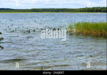 Beaucoup d'oiseaux noirs sur l'étang, un troupeau de canards décollant de l'eau Banque D'Images