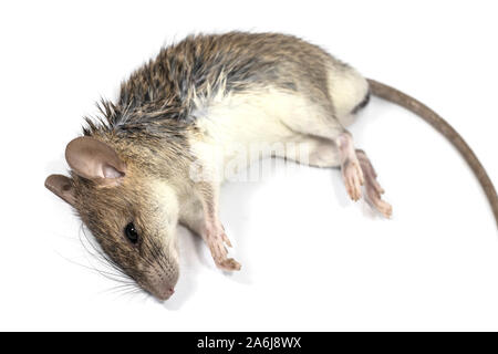 Mourir de rat isolé sur fond blanc. mort souris portant sur une table. Banque D'Images