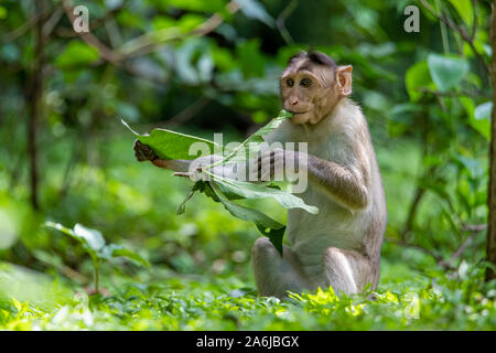 Les singes adultes est assis et de manger des feuilles d'arbres dans la forêt montrant des émotions à d'autres monkey Parc national de Sanjay Gandhi Mumbai Maharashtra en Inde. Banque D'Images