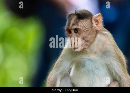 Les singes adultes est assis et de manger des feuilles d'arbres dans la forêt montrant des émotions à d'autres monkey Parc national de Sanjay Gandhi Mumbai Maharashtra en Inde. Banque D'Images