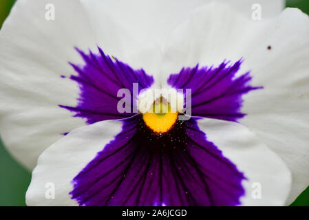 Floraison Jaune Violet pourpre blanc fleurs Pétunia à Sun Banque D'Images