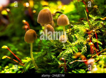 Bouquet de champignons d'automne Banque D'Images