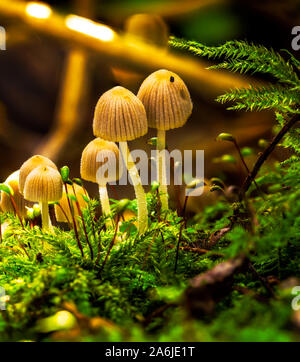 Bouquet de champignons d'automne Banque D'Images