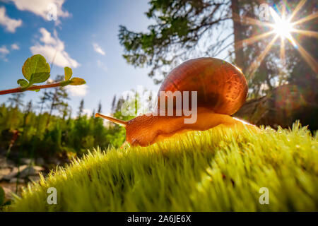 Lentement l'Escargot rampant sur super macro close-up Banque D'Images