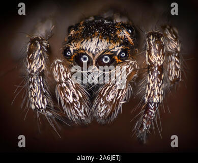 Retour zebra (Salticus scenicus araignée) vue portrait. Banque D'Images