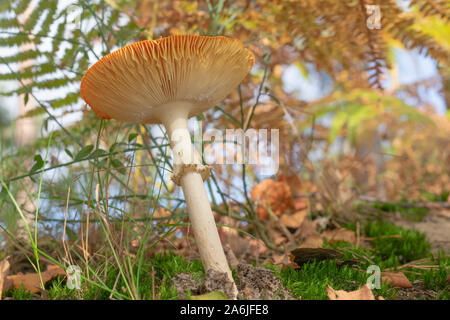 De près de l'agaric fly, Amanita muscaria photo prise depuis le bas Banque D'Images