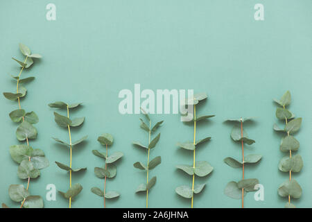 Branches de feuilles d'eucalyptus vert sur fond vert. Mise à plat. Vue d'en haut. Banque D'Images