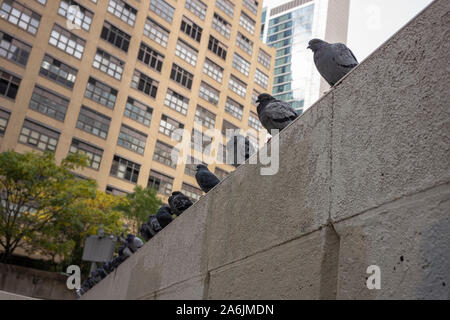 Un troupeau de pigeons reste sur un mur dans un coin de rue de la ville de New York, formant une ligne droite. Banque D'Images