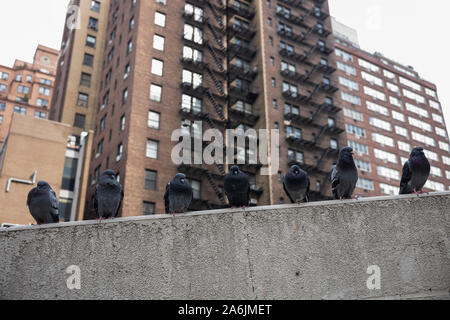 Un troupeau de pigeons reste sur un mur dans un coin de rue de la ville de New York, formant une ligne droite. Banque D'Images