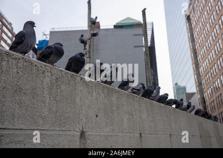 Un troupeau de pigeons reste sur un mur dans un coin de rue de la ville de New York, formant une ligne droite. Banque D'Images