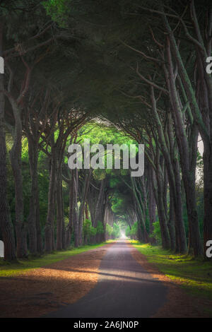 Le parc de San Rossore et Migliariino, sentier de pine tree forêt brumeuse ou pinède. Pise, Toscane, Italie Europe Banque D'Images