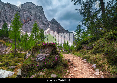 Alpine incroyable paysage de printemps avec des fleurs rose rhododendron et chemin de randonnée de montagne, Kranjska Gora, les Alpes Juliennes, en Slovénie, Europe Banque D'Images