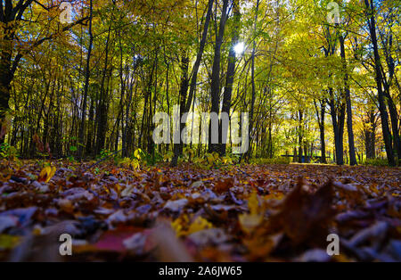 Montréal,Québec,Canada,octobre,23,2019.automne feuillage en parc public à Montréal,Québec,Canada.Credit:Mario Beauregard/Alamy News Banque D'Images