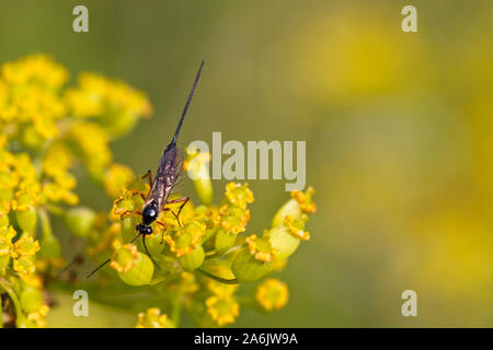 Un Bois wasp, Gloucestershire, Angleterre, Royaume-Uni. Banque D'Images