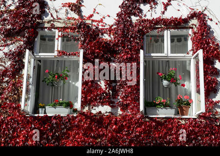 Mikulov, République tchèque. 27 Oct, 2019. La façade de l'immeuble avec des fenêtres couvertes de vigne vierge rouge en couleurs en cours de journée ensoleillée en automne à Mikulov ville. Centre de la vieille ville et du château de Mikulov, région de Moravie du Sud, la République tchèque, l'Europe. La ville Mikulov fait partie de la région de Moravie historique, situé directement sur la frontière avec la Basse Autriche. Mikulov est situé entre le Pavlovske vrchy zone de collines et le bord de l'Mikulov Highlands, s'étendant jusqu'à la rivière Thaya et les trois réservoirs Nove Mlyny. Credit : Slavek Ruta/ZUMA/Alamy Fil Live News Banque D'Images