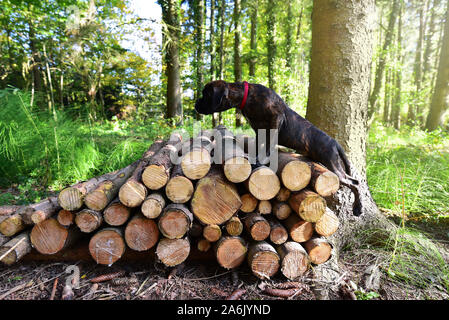 Chiot boxer allemand Banque D'Images