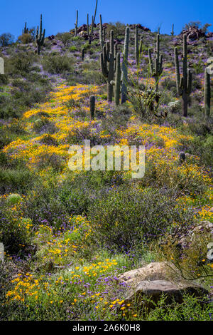 Un écran couleur de tapis de fleurs sauvages une colline du désert de Sonoran. Le long de la route 77, en Arizona. Banque D'Images