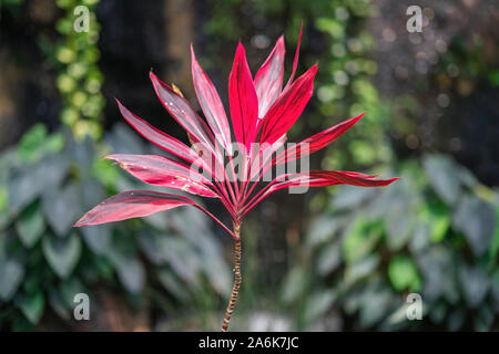 Belle plante Ti rouge sur fond vert floue. La famille des asperges. Banque D'Images