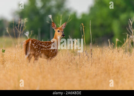 Un beau cerf de Virginie faon dans les champs Banque D'Images