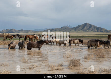 Chevaux sauvages à un point d'eau du désert de l'Utah Banque D'Images