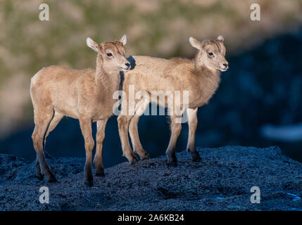 Le Mouflon d'adorables jumeaux d'agneau dans la lumière du soleil au bord des falaises Banque D'Images