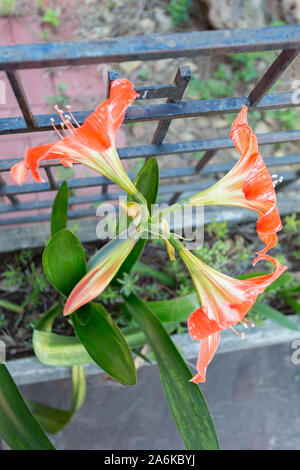 Asuncion, Paraguay. 27 octobre, 2019. Bicolor amaryllis (Hippeastrum hybride) des fleurs orange dans le béton le semoir s'épanouissent dans la moitié ombre pendant un temps exceptionnellement chaud et ensoleillé à Asunción avec les températures élevées autour de 38 degrés Celsius. Banque D'Images