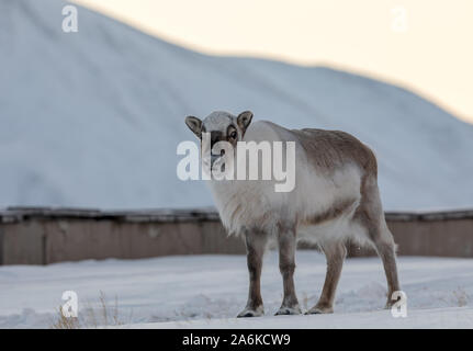 Wild Renne du Svalbard, Rangifer tarandus platyrhynchus, debout dans la neige Banque D'Images