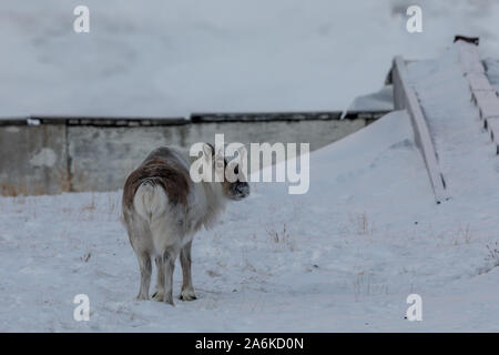 Wild Renne du Svalbard, Rangifer tarandus platyrhynchus, debout dans la neige Banque D'Images