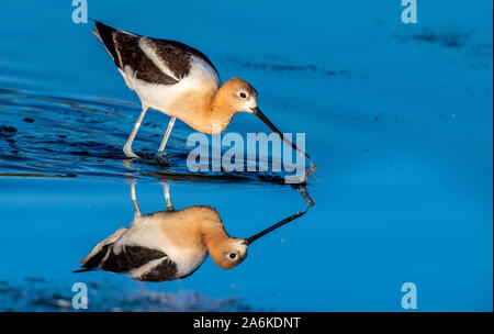 Une belle l'Avocette d'Amérique à la recherche de nourriture sur un lac calme Banque D'Images