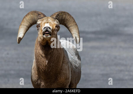 Un mouflon et la réaction Flehmen Banque D'Images