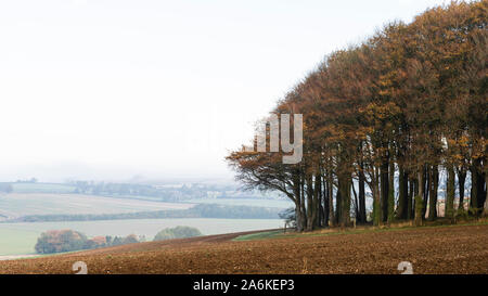 Un bois de hêtre sur les Downs de la sentier de grande Ridgeway crossing Hackpen Hill près d'Avebury en automne le soleil. Banque D'Images