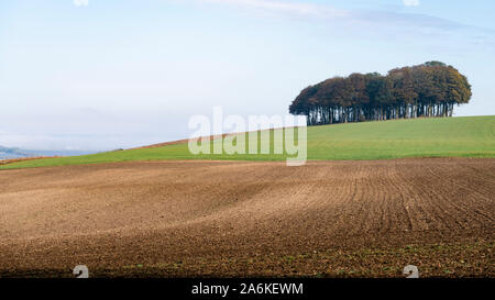 Un bois de hêtre sur les Downs de la sentier de grande Ridgeway crossing Hackpen Hill près d'Avebury en automne le soleil. Banque D'Images