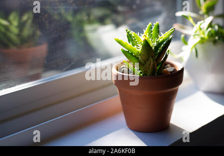 Aloe bébé succulentes sur un appui de fenêtre dans le soleil de l'après-midi, en raison d'une fenêtre. Banque D'Images