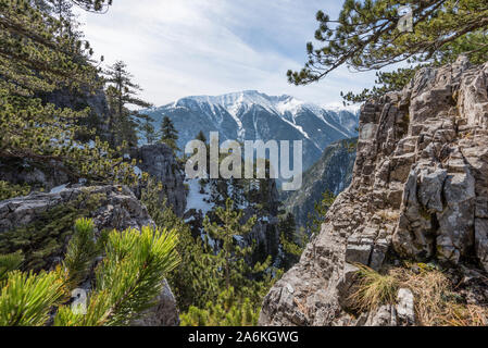 Paysage à l'Olympe mountain national forest avec des pins et le pic Kalogerádos dans l'arrière-plan Banque D'Images