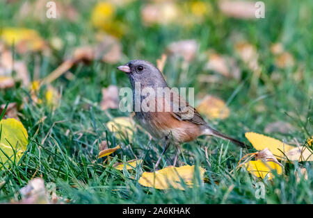 Une jolie Junco ardoisé en quête de nourriture sur le terrain Banque D'Images