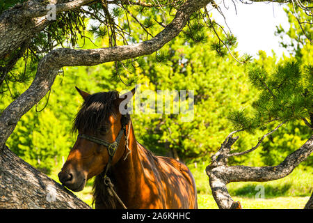 Seul cheval sous conifère aux beaux jours d'été Banque D'Images