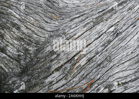 Tronc d'arbre sans écorce gris Banque D'Images