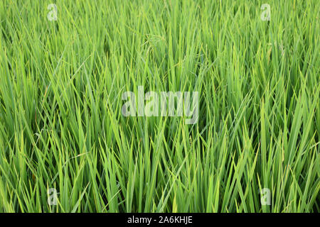 Sur fond vert arbre paddy en Inde Banque D'Images