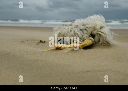 Durban, Afrique du Sud, la cruauté, les droits des animaux, seul blanc de poulet morts échoués sur la plage, le culte des ancêtres, sacrifice rituel, de la culture, de l'oiseau, la mort Banque D'Images