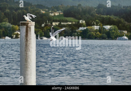 Vol de mouettes au-dessus du lac Banque D'Images