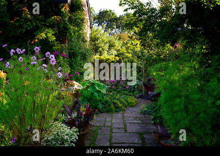 patio,entrée,pots,containers,cosmos,pelargonium variégé,isolé,luxuriant,été,jardin,jardinage,,RM Floral Banque D'Images